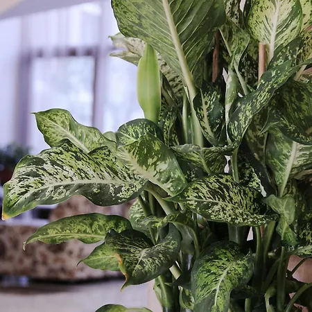 Kamchia Park גולדן סנדס