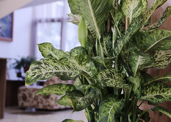 Kamchia Park Golden Sands